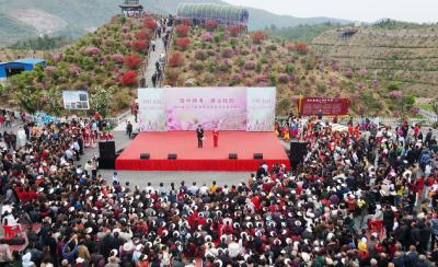 来崇阳，路口转角，邂逅杜鹃！