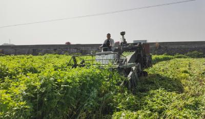 一年多收  飘香艾草抢“鲜”上市