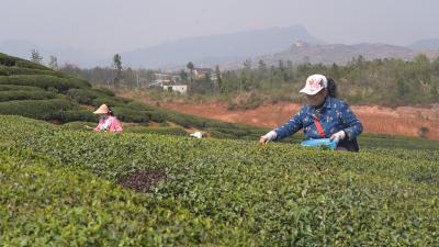 崇阳九秀岭近700亩茶园迎丰收  茶香四溢邀客来