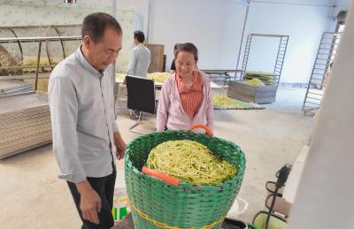 崇阳：金银花开采“金银”