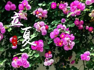 海报丨湖北崇阳：光影织就的夏日序章