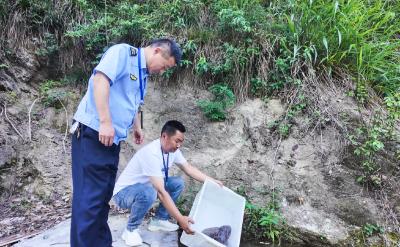 守护“活化石”！崇阳5斤野生“娃娃鱼”重归自然