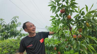 【你有好货 我来吆喝】崇阳县汉兴村：甜蜜果香待君来