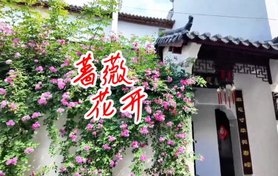【“五一”趣崇阳】暮春风里  蔷薇醒时