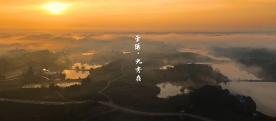 崇阳春茶  山野名片