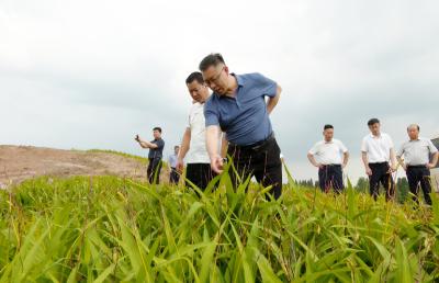 郑俊华到石城镇调研乡村振兴工作时强调：抓项目强产业  扎实推进乡村全面振兴