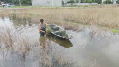 咸宁崇阳：“油菜虾”丰收了！