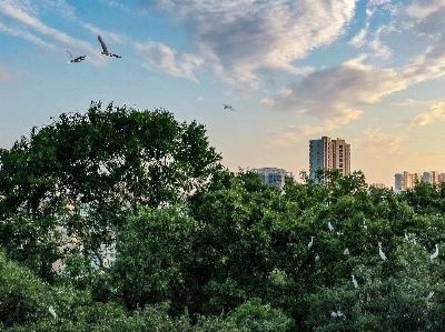 海报丨崇阳：夏至悠长处 绿浪载丰年