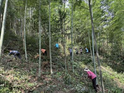 咸宁崇阳：山上有林，林下遍地是黄精