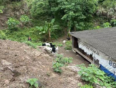 崇阳县高枧乡：产业奖补到户  村民增收乐开颜