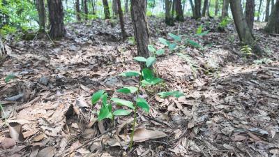 咸宁崇阳：闲置林地变宝库  林下黄精生“黄金”