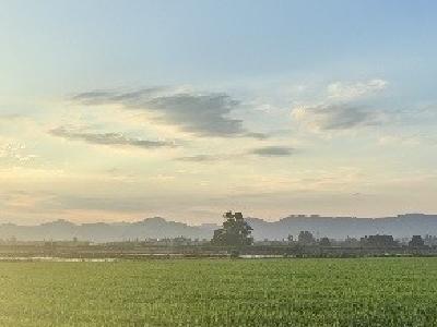 海报丨咸宁崇阳：芒种及时 秧青麦熟