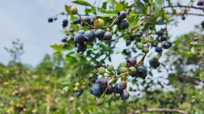 【你有好货 我来吆喝】初夏“莓”好时光  崇阳县铜钟村水果基地迎来采摘热潮