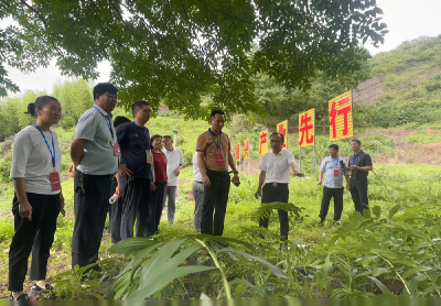 崇阳县石城镇开展“中药材基地建设”拉练检查活动