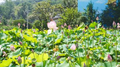 崇阳：碧波映日 荷花似霞染盛夏