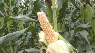 现摘现吃！崇阳超甜水果玉米迎来丰收季