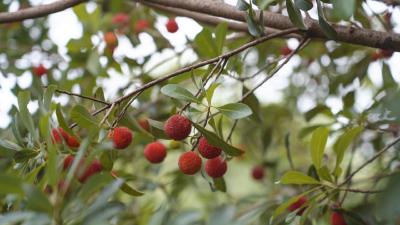 【你有好货  我来吆喝】“梅”好六月！崇阳杨梅采摘季激活乡村游