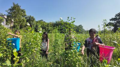 木槿花开   崇阳县石下村“美丽经济”带动“双向奔富”