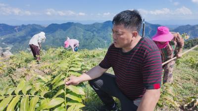 【林下掘“金” 生态富民⑧】崇阳县青山镇：用好山水资源  让林下“生金”