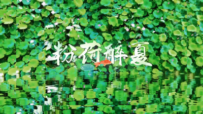 咸宁崇阳：粉荷醉夏