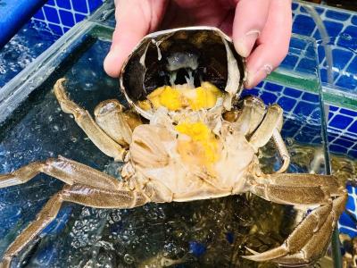 崇阳：“六月黄”抢鲜登场  市民争尝盛夏蟹味