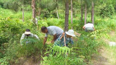 【林下掘“金” 生态富民⑨】崇阳县沙坪镇：林下“绿宝盆”成为增收“聚宝盆”