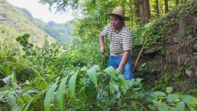 咸宁崇阳：点“绿”成金 高枧乡大力发展林下黄精产业