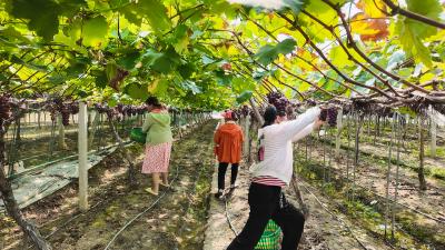 【你有好货 我来吆喝】盛夏限定！崇阳铁强葡萄园50万斤甜蜜等你来解锁