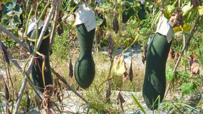 【你有好货 我来吆喝】“吃瓜”群众看过来！崇阳县沙坪镇60余万斤冬瓜成熟了