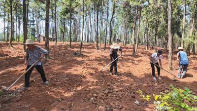 【林下掘“金” 生态富民⑪】崇阳县清水村：以林下黄精为笔   书写集体经济致富新篇