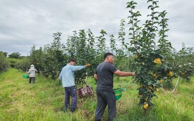 【你有好货 我来吆喝】一口爆汁！150亩翠冠梨抢鲜上市~