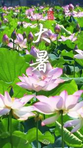 咸宁崇阳：大暑至 夏意浓