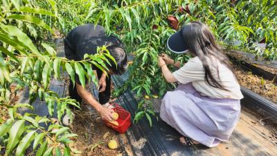 【你有好货 我来吆喝】两万斤黄桃待销！爱心助农  别让丰收变“丰愁”