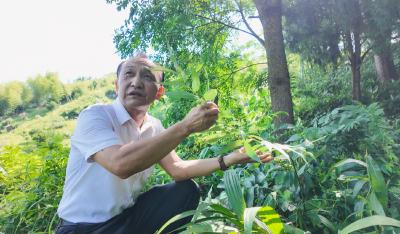 【林下掘“金” 生态富民⑤】崇阳：山林种好药    这个村有诀窍