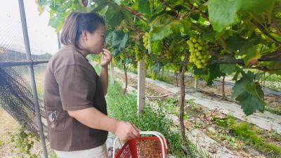 【你有好货 我来吆喝】一口爆汁！崇阳县龙林采摘园“绿玛瑙”甜蜜上线 