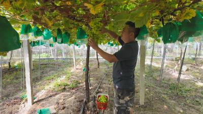 【你有好货 我来吆喝】沁甜！崇阳县白霓镇铁强葡萄园阳光玫瑰“出圈”