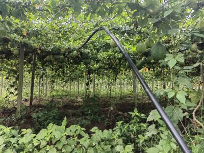 粪肥利用+绿色防控   崇阳县石山村“吊”出金瓜瓜