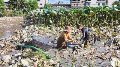 【你有好货 我来吆喝】口感鲜嫩、味道清甜！崇阳县沙坪村莲藕抢“鲜”上市！