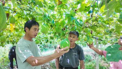 崇阳县石山村：瓜蒌满架结出好“钱”景
