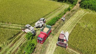 崇阳订单农业让每粒稻谷都有“好归宿”