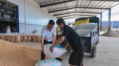 咸宁崇阳：全链条守护  串联起田间丰收与百姓餐桌