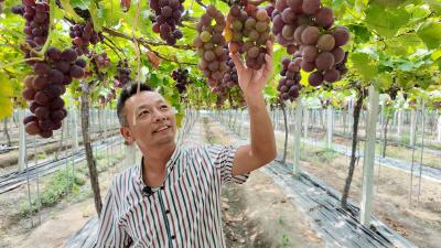 【楚商返乡·创在崇阳】从“门外汉”到“土专家”   陈贵华用匠心换得硕果满枝