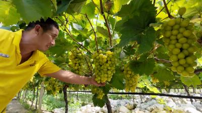 【你有好货 我来吆喝】这家生态果园，甜了舌尖，富了田园！