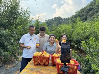 【你有好货 我来吆喝】崇阳：直播带货进果园  助力水果“云”销售