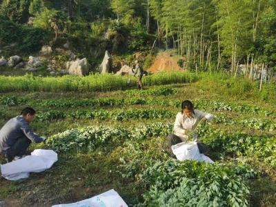 崇阳横山村：产业建在“家门口”  村民致富有奔头