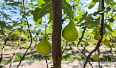 【你有好货 我来吆喝】崇阳浪口无花果园迎来采摘旺季 田园乐趣引市民打卡