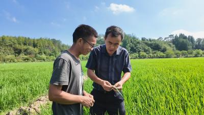 咸宁崇阳：专家 “把脉”精准防治    守护 “稻花香”