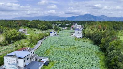 【你有好货 我来吆喝】美景鲜货别错过！崇阳县大垅村湾荷花基地喊您赏莲花采莲子