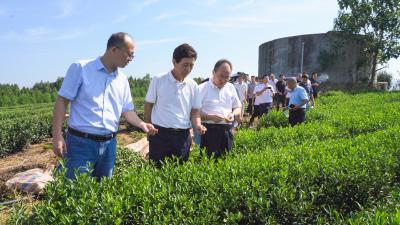 全省生态茶园建设技术培训在崇阳举行