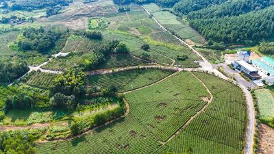 崇阳：茶园管护忙  静待秋茶香